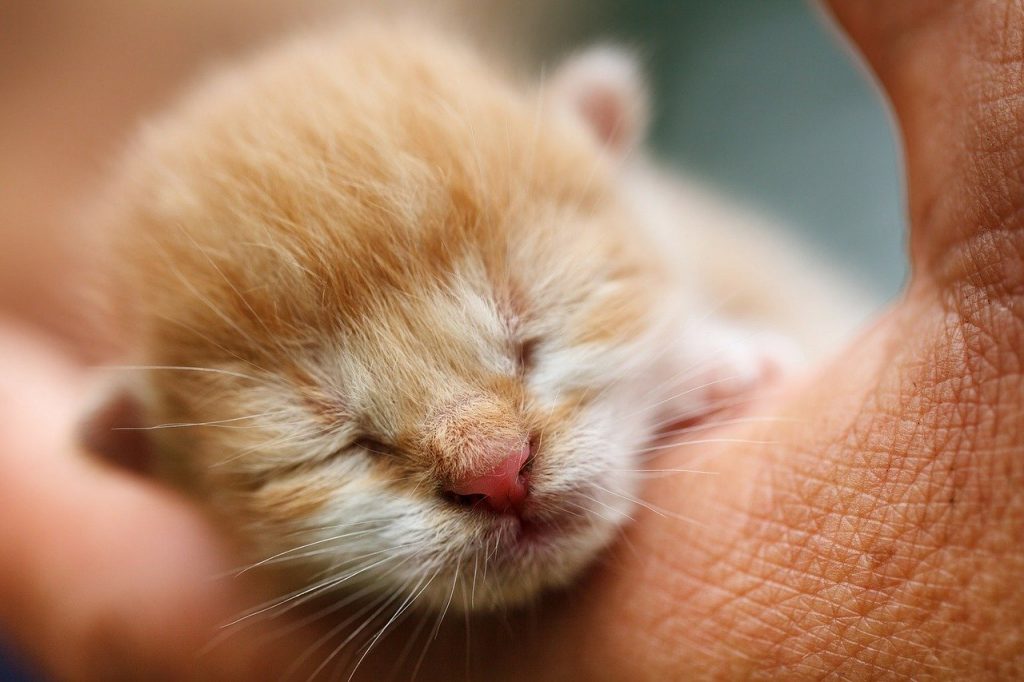 sleeping kitten
